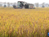 秋日“丰”景好
