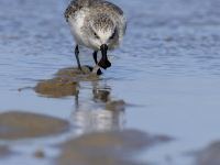 勺嘴鹬“到访”福建泉州围头湾
