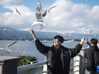 “春城”昆明冬赏鸥
