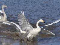 北京密云：迁徙候鸟绘就美好生态画卷