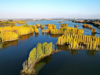 河北隆尧：初冬泜河风光秀美
