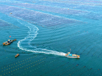 山东荣成：海带“插秧”正当时
