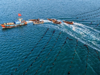 山东荣成：海带“插秧”正当时
