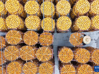 秋日“丰”景好
