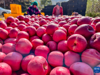 秋日“丰”景好

