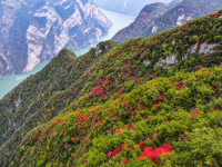 红叶扮靓长江巫峡
