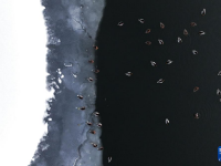 哈尔滨：绿头鸭群戏“寒江雪”
