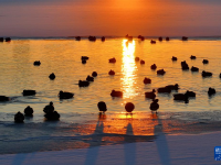 哈尔滨：绿头鸭群戏“寒江雪”
