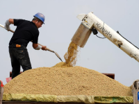 秋日“丰”景好
