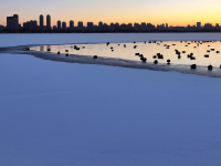 哈尔滨：绿头鸭群戏“寒江雪”
