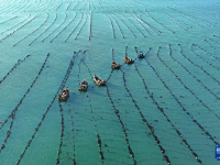 山东荣成：海带“插秧”正当时

