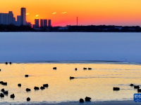 哈尔滨：绿头鸭群戏“寒江雪”
