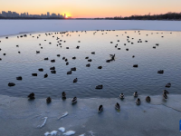 哈尔滨：绿头鸭群戏“寒江雪”
