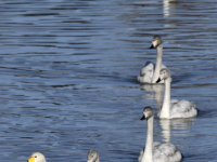 北京密云：迁徙候鸟绘就美好生态画卷