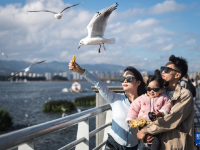 “春城”昆明冬赏鸥
