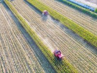 秋日“丰”景好
