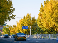 京城秋深韵悠长
