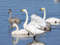 北京密云：迁徙候鸟绘就美好生态画卷