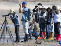 勺嘴鹬“到访”福建泉州围头湾
