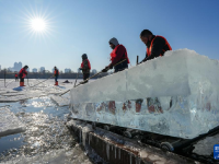 哈尔滨：采冰江上
