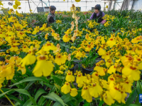 新年将至 鲜花经济迎“绽放”
