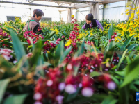 新年将至 鲜花经济迎“绽放”
