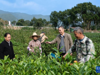 赤溪村的乡村振兴新气象
