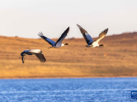 黑颈鹤飞抵云南大山包越冬
