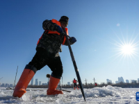 哈尔滨：采冰江上
