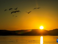 黑颈鹤飞抵云南大山包越冬

