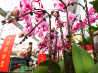 新年将至 鲜花经济迎“绽放”
