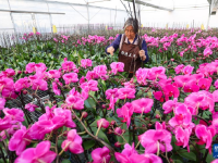 新年将至 鲜花经济迎“绽放”
