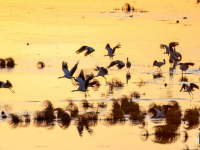 黑颈鹤飞抵云南大山包越冬
