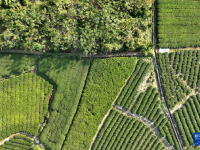 赤溪村的乡村振兴新气象
