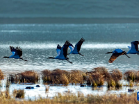 黑颈鹤飞抵云南大山包越冬
