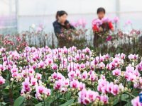 新年将至 鲜花经济迎“绽放”
