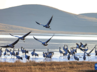 黑颈鹤飞抵云南大山包越冬
