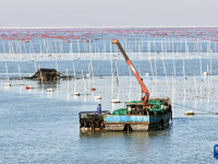 江苏连云港：“海上菜园”冬收忙
