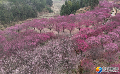 邵阳这波“梅”景太出片！