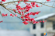 绥宁花园阁：腊梅盛开俏枝头
