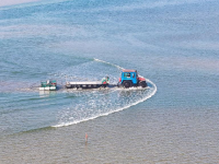 江苏如东：收获头水紫菜
