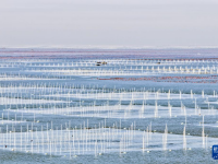 江苏连云港：“海上菜园”冬收忙
