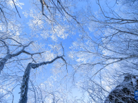 黑龙江七星山国家森林公园现雾凇景观
