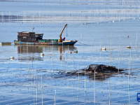 江苏连云港：“海上菜园”冬收忙
