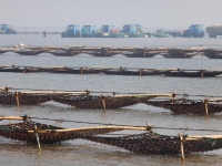 江苏如东：收获头水紫菜
