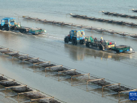 江苏如东：收获头水紫菜
