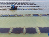 江苏如东：收获头水紫菜
