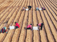 山东枣庄：人勤春来早
