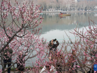 杭州：梅花开放
