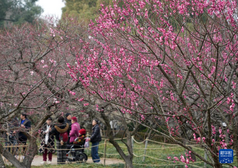 杭州：梅花开放